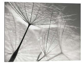 Quadro em plexi-alumínio Dandelion Umbrella em preto e branco