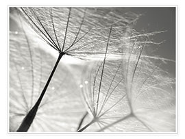Plakat  Dandelion Umbrella in black and white - Julia Delgado