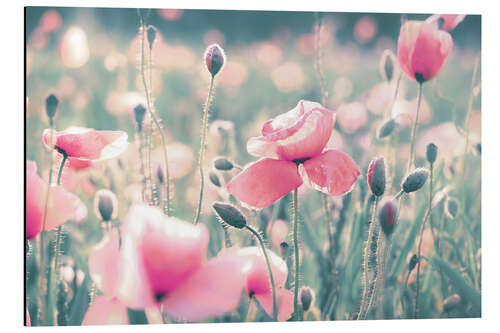 Aluminium print Poppy meadow