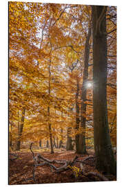 Aluminium print Autumn magic in the Taunuswald (Hesse)