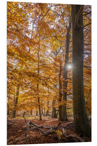 Foam board print Autumn magic in the Taunuswald (Hesse)