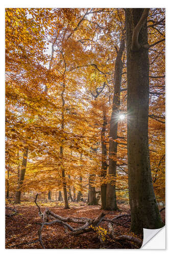 Sticker mural Magie d'automne dans la forêt du Taunus, Allemagne