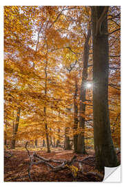 Selvklebende plakat Autumn magic in the Taunuswald (Hesse)