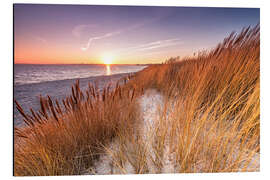 Aluminiumsbilde Sunset in the reed