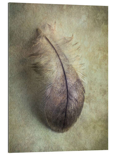 Gallery print Little gray feather