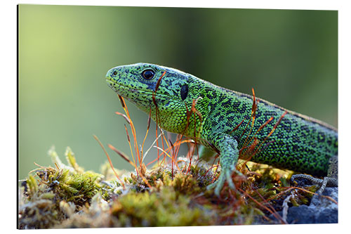 Aluminiumtavla sand lizard