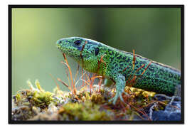 Gerahmter Kunstdruck Zauneidechse