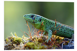 Foam board print sand lizard