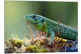 Gallery print sand lizard