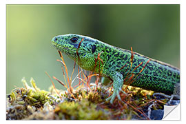 Naklejka na ścianę sand lizard