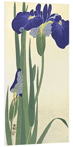 Foam board print Blue iris