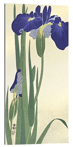 Gallery print Blue iris