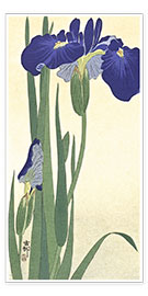 Wandbild  Blaue Iris - Ohara Koson