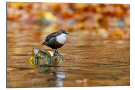 Alubild Wasseramsel