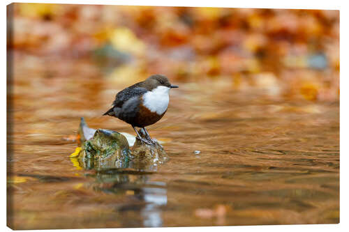 Leinwandbild Wasseramsel