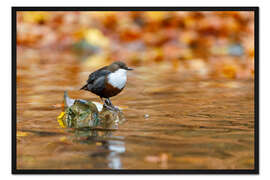 Gerahmter Kunstdruck Wasseramsel