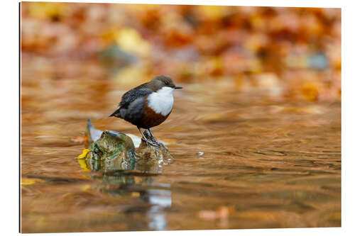 Gallery Print Wasseramsel