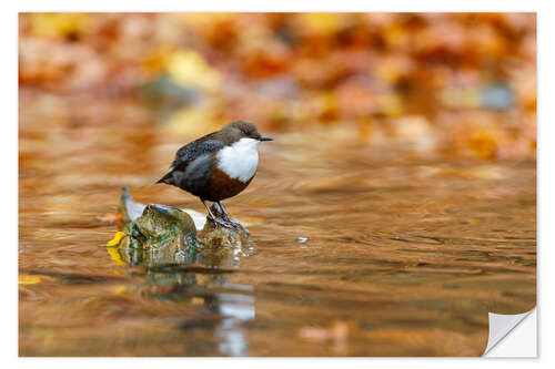 Muursticker Dippers