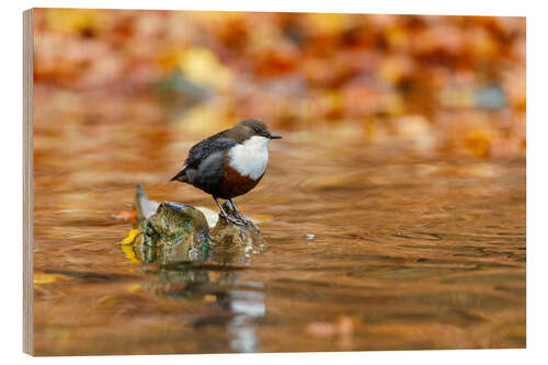 Holzbild Wasseramsel