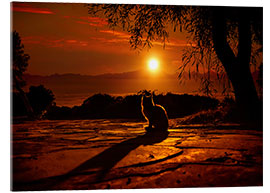 Acrylic print Cat in the sunset