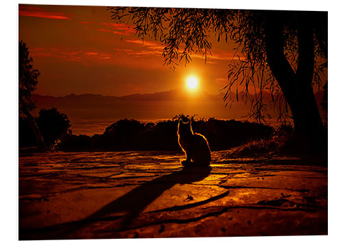 Tableau en PVC Chat au coucher du soleil