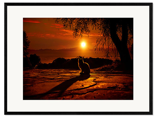 Innrammet kunsttrykk Cat in the sunset