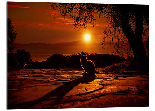 Galleriprint Cat in the sunset