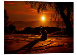Magnettafel Katze im Sonnenuntergang