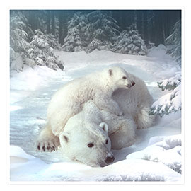 Poster  Polar bears - Elena Dudina