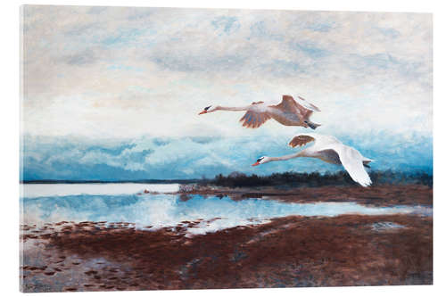 Acrylglas print swans in flight