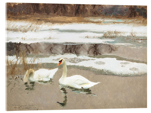 Acrylic print Swans