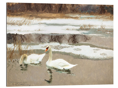 Gallery print Swans