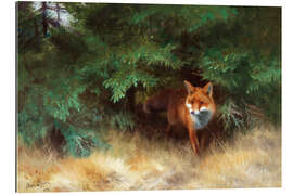 Galleriprint Fox Hiding Under Spruce