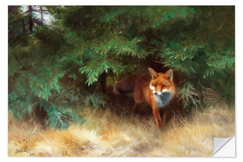 Selvklebende plakat Fox Hiding Under Spruce