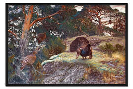 Gerahmter Kunstdruck  Tjäderlek im Morgengrauen