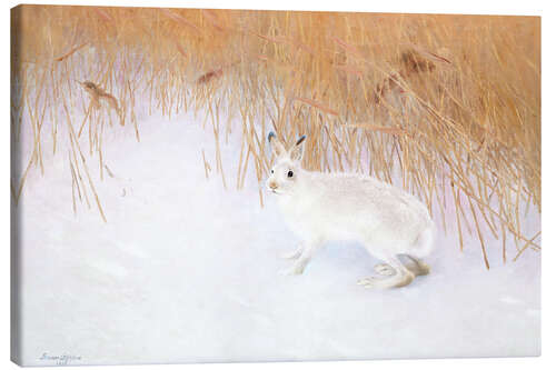 Quadro em tela Hare In A Winterlandscape