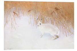 Foam board print Hare In A Winterlandscape