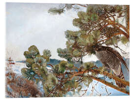 Acrylglas print Northern Goshawk