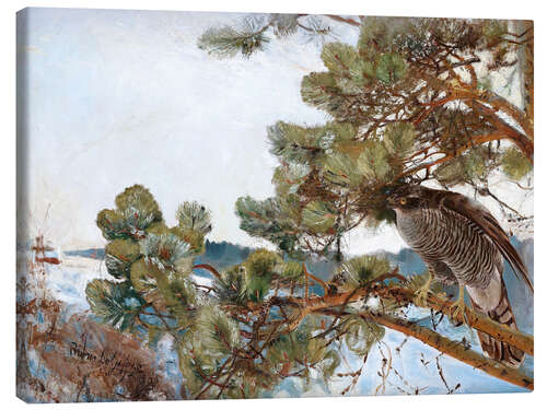 Canvas print Northern Goshawk