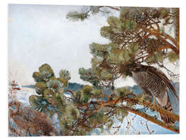 Foam board print Northern Goshawk