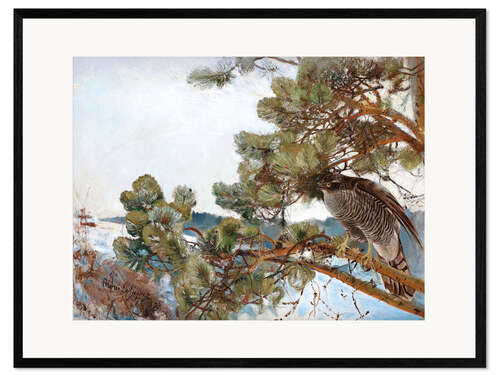 Framed art print Northern Goshawk