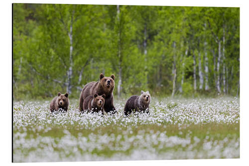 Aluminiumsbilde Bear family