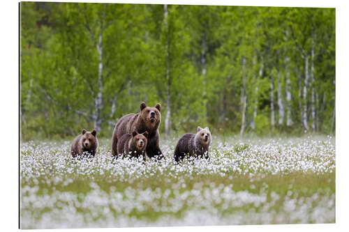 Gallery Print Bärenfamilie