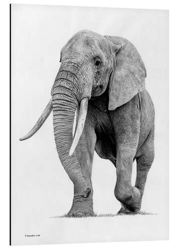 Aluminium print Elephant