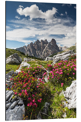 Aluminium print Dolomites, Azaleas