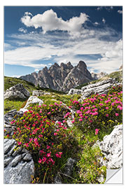 Selvklebende plakat Azaleaer i Dolomittene