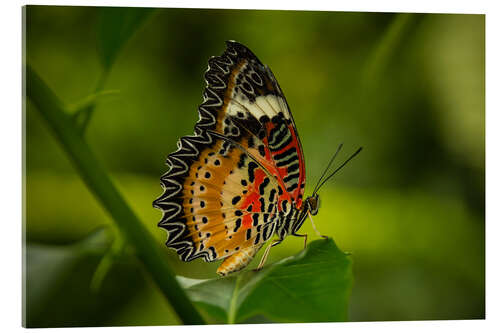 Quadro em acrílico Leopard Lacewing