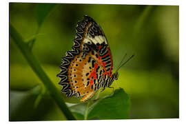 Obraz na aluminium Leopard Lacewing