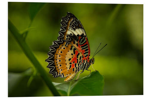 PVC print Leopard Lacewing