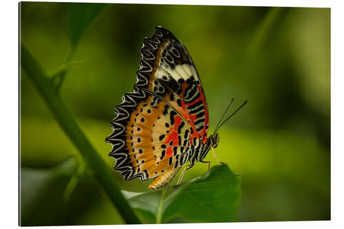 Galleritryck Leopard Lacewing